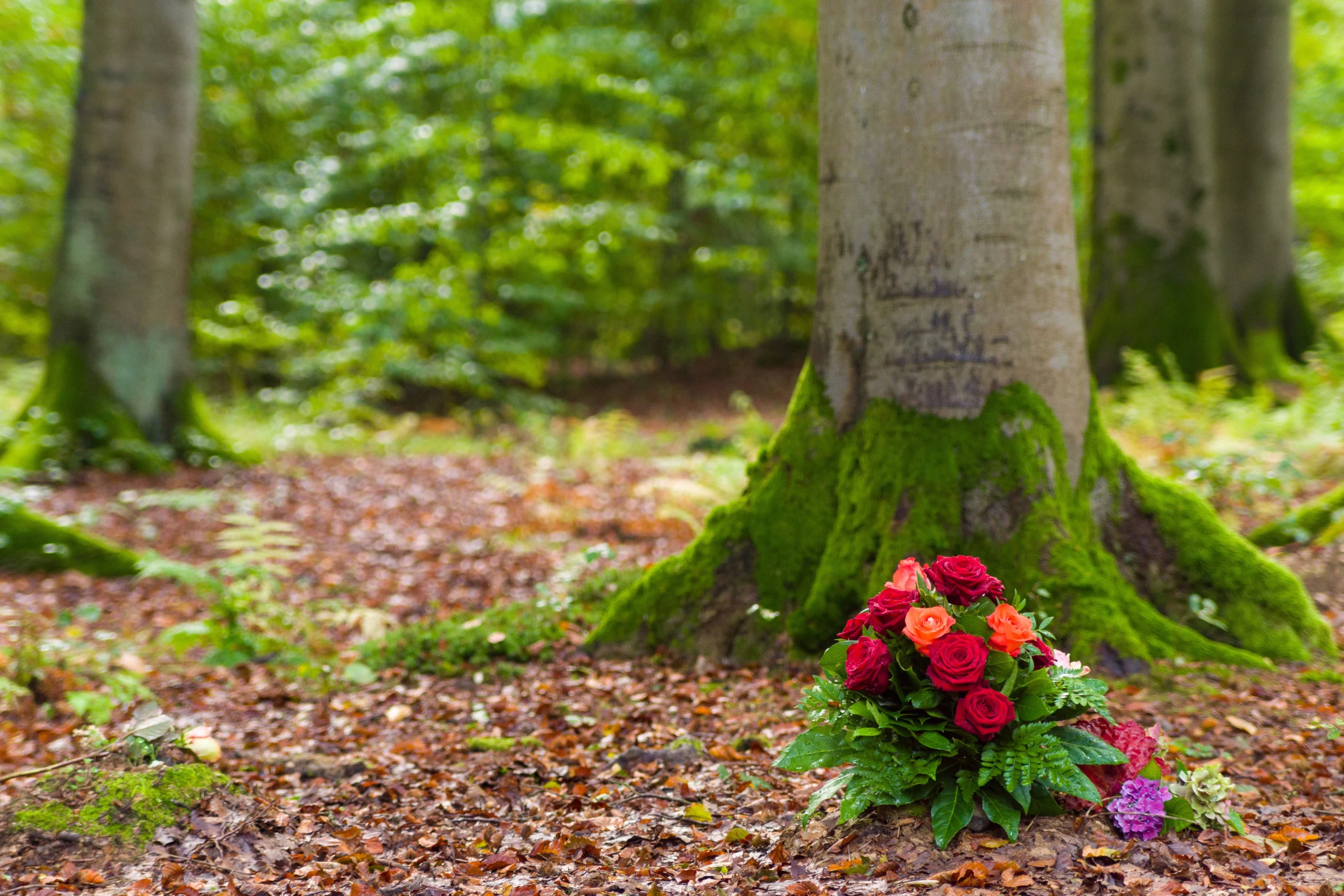 Waldbestattung AdobeStock 123047713 Scaled 1